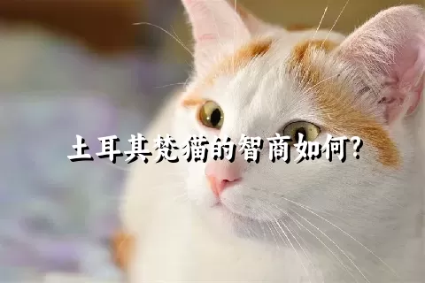 土耳其梵猫的智商如何?