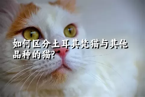 如何区分土耳其梵猫与其他品种的猫?