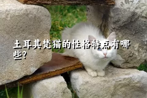 土耳其梵猫的性格特点有哪些?