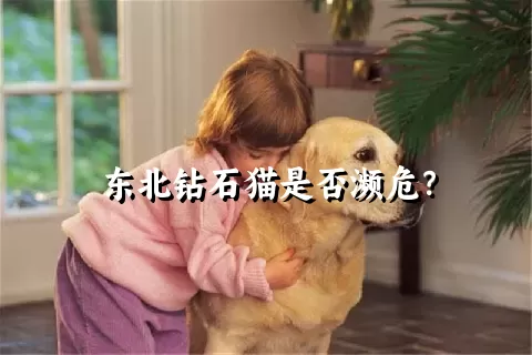 东北钻石猫是否濒危？