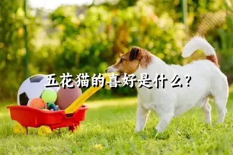 五花猫的喜好是什么？