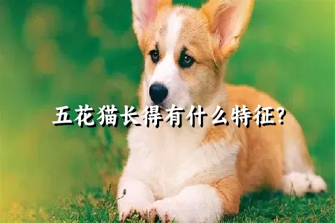 五花猫长得有什么特征？