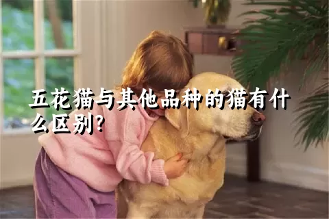 五花猫与其他品种的猫有什么区别？