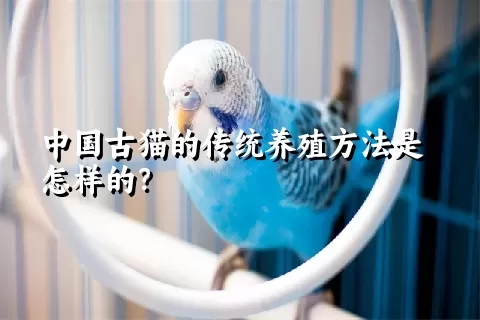 中国古猫的传统养殖方法是怎样的？