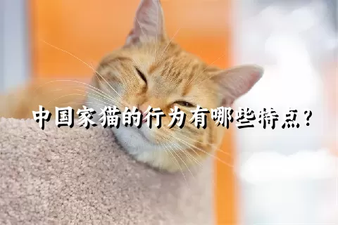 中国家猫的行为有哪些特点？