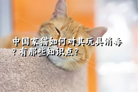 中国家猫如何对其玩具消毒？有那些知识点？