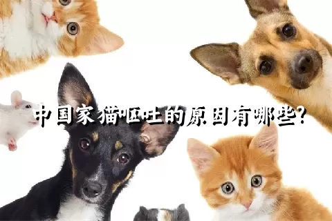 中国家猫呕吐的原因有哪些?