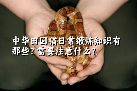 中华田园猫日常锻炼知识有那些？需要注意什么？