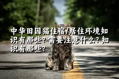 中华田园猫住宿/居住环境知识有那些？需要注意什么？知识有那些？