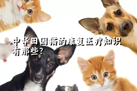 中华田园猫的康复医疗知识有那些？