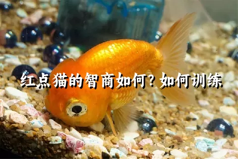 红点猫的智商如何？如何训练