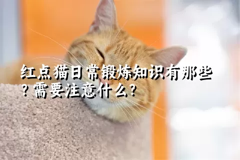 红点猫日常锻炼知识有那些？需要注意什么？