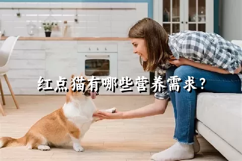 红点猫有哪些营养需求？