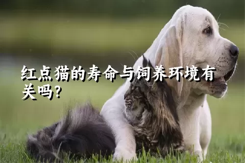 红点猫的寿命与饲养环境有关吗？