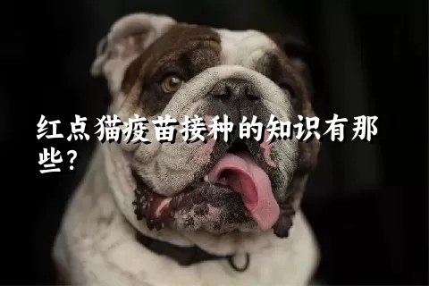 红点猫疫苗接种的知识有那些？