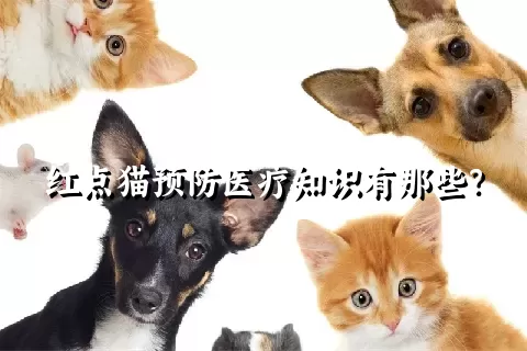 红点猫预防医疗知识有那些？