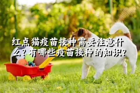 红点猫疫苗接种需要注意什么？有哪些疫苗接种的知识？