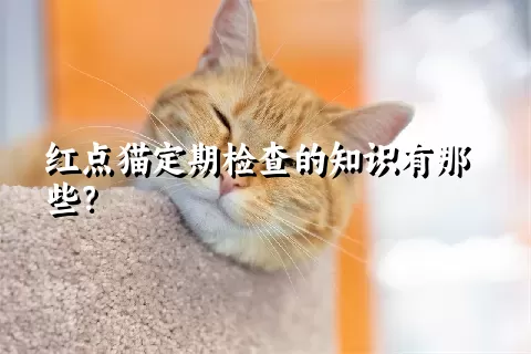 红点猫定期检查的知识有那些？