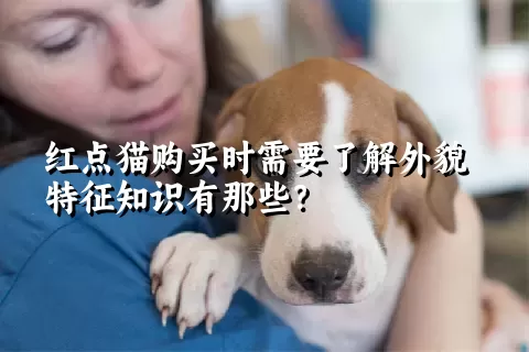 红点猫购买时需要了解外貌特征知识有那些？  