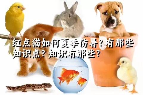 红点猫如何夏季防暑？有那些知识点？知识有那些？