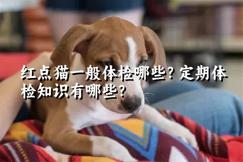 红点猫一般体检哪些？定期体检知识有哪些？