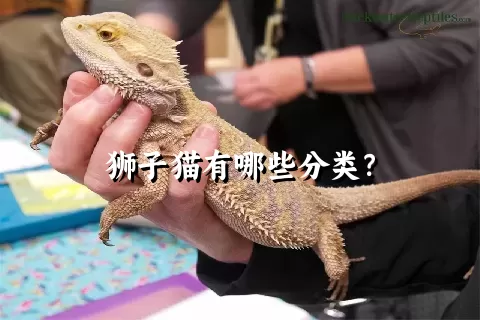 狮子猫有哪些分类？