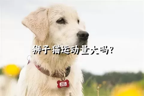 狮子猫运动量大吗？