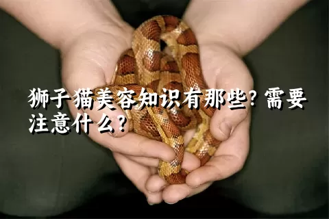 狮子猫美容知识有那些？需要注意什么？