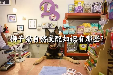 狮子猫自然交配知识有那些？