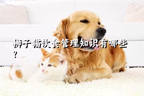 狮子猫饮食管理知识有哪些？ 