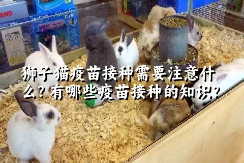 狮子猫疫苗接种需要注意什么？有哪些疫苗接种的知识？