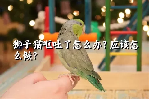 狮子猫呕吐了怎么办？应该怎么做？