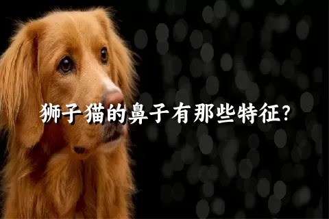 狮子猫的鼻子有那些特征？