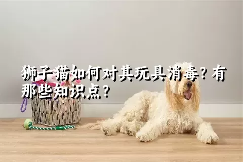 狮子猫如何对其玩具消毒？有那些知识点？