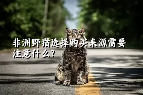 非洲野猫选择购买来源需要注意什么？ 