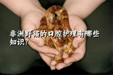 非洲野猫的口腔护理有哪些知识？