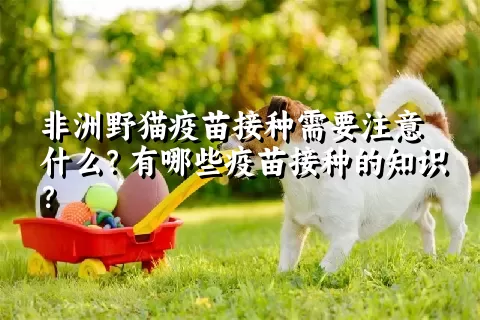 非洲野猫疫苗接种需要注意什么？有哪些疫苗接种的知识？