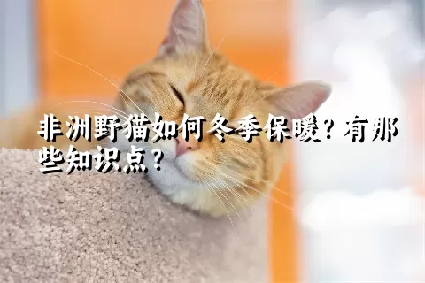 非洲野猫如何冬季保暖？有那些知识点？