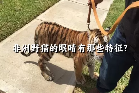 非洲野猫的眼睛有那些特征？