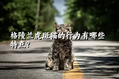 格陵兰虎斑猫的行为有哪些特点？