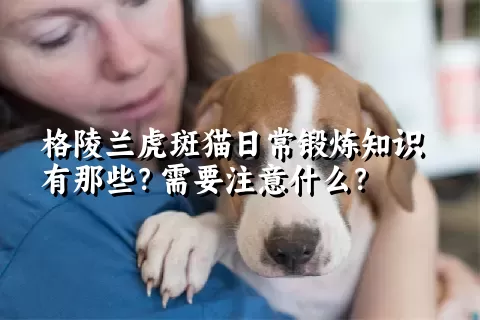 格陵兰虎斑猫日常锻炼知识有那些？需要注意什么？