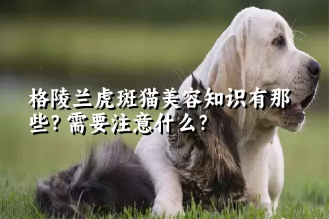 格陵兰虎斑猫美容知识有那些？需要注意什么？