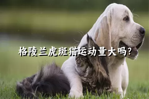 格陵兰虎斑猫运动量大吗？