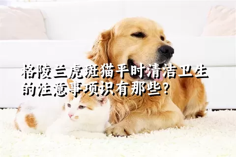 格陵兰虎斑猫平时清洁卫生的注意事项识有那些？ 