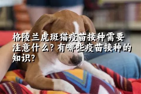 格陵兰虎斑猫疫苗接种需要注意什么？有哪些疫苗接种的知识？