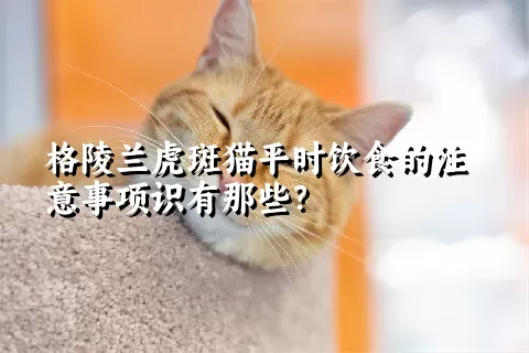 格陵兰虎斑猫平时饮食的注意事项识有那些？ 