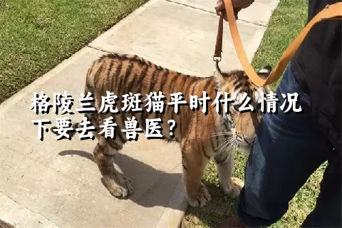 格陵兰虎斑猫平时什么情况下要去看兽医？ 