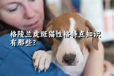 格陵兰虎斑猫性格特点知识有那些？