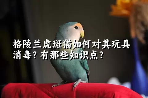 格陵兰虎斑猫如何对其玩具消毒？有那些知识点？