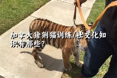 加拿大猞猁猫训练/社交化知识有那些？ 